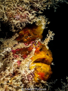 "Dave's not here man..." Frogfish - Antennarius sp. Chalo... by Stefan Follows 